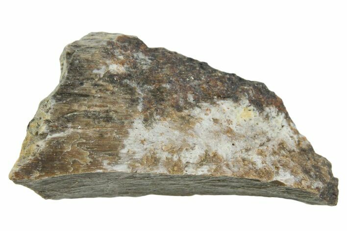 Fossil Tyrannosaur (T rex) Bone Section - Wyoming #352896